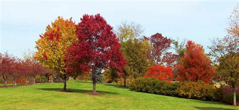 Autumn Trees In A Park Free Stock Photo Public Domain Pictures