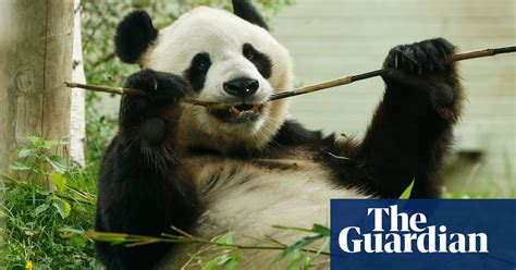 Pandas At Edinburgh Zoo In Pictures Uk News The Guardian