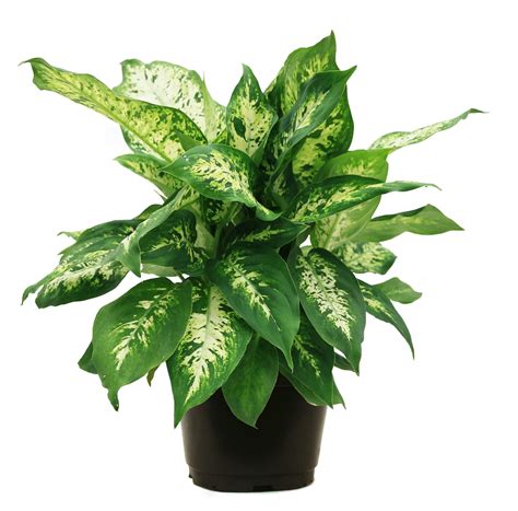 Family care pharmacy plant city. Costa Farms Live Indoor 12in. Dieffenbachia, Grower Pot ...