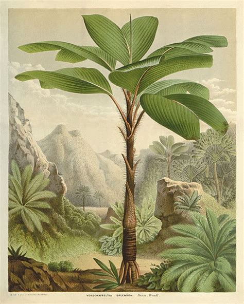 Impression D Art De Palmier Antique Botanical Art Prints Etsy France