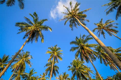 Picture Of Palm Trees Sky Free Stock Photo