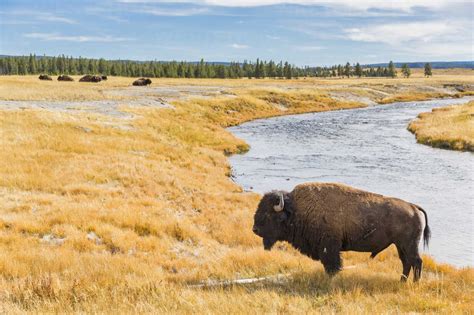 Usa Wyoming Yellowstone National Park American Bison At Firehole