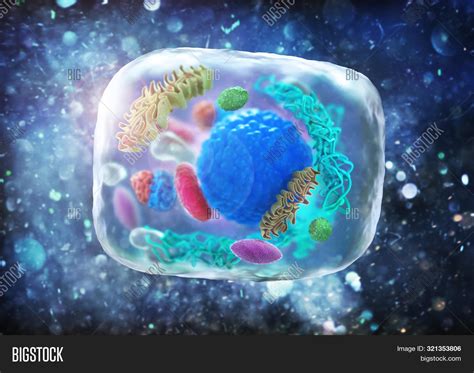 Animal Cell Under Microscope Animal Cells Under Microscope Photos And