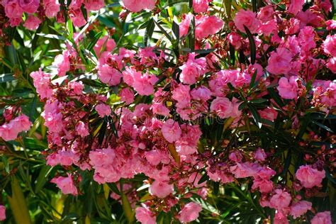 Beautiful Pink Flowering Oleander Nerium Oleander In Full Bloom Stock