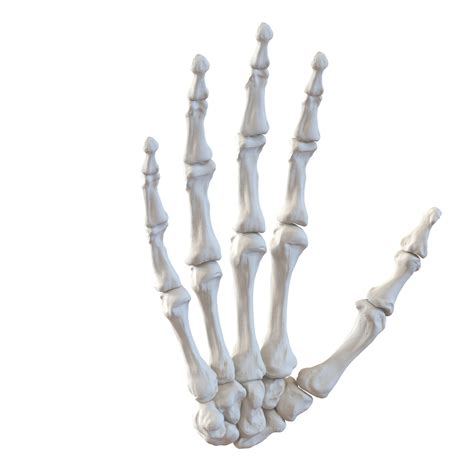 3d Model Human Hand Bones