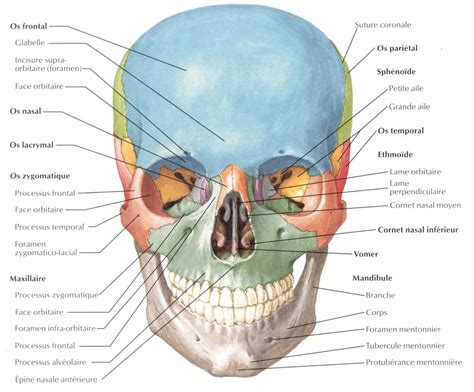 Huesos De La Cara Huesos Anatomia Anatomía Del Esqueleto Humano