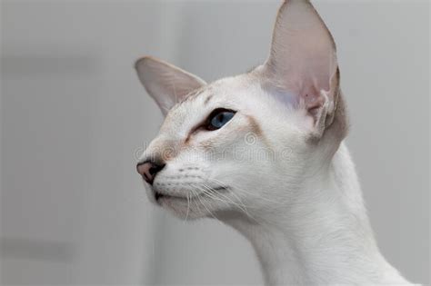 262 Oriental Blue Point Siamese Cat Photos Free And Royalty Free Stock