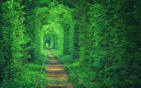 Green Forest Trees Wallpapers Wallpaper Cave