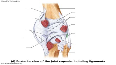 Knee Joint Capsule Posterior View Including Ligaments Diagram Quizlet