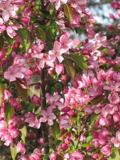 One Of Our Flowering Crab Trees Plants Tree Garden