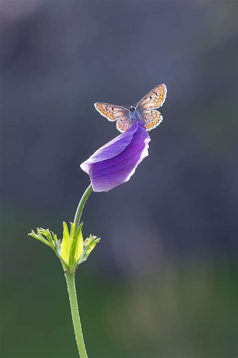 Marrón Argus Por Lisans Flying Flowers Butterflies Flying Beautiful