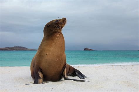 Galapagos Sea Lions Zalophus Wollebaeki Photograph By Pete Oxford