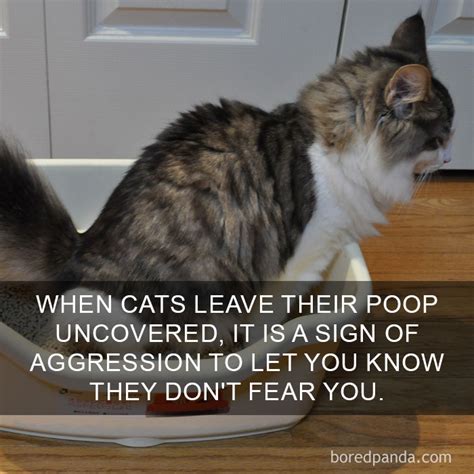 10 amazing cat facts that you probably didnt know funny cats and kittens