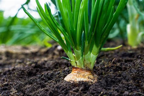 If they begin growing again, the center will sometimes rot if development is interrupted. onion growing from ground | Kellogg Garden Organics™