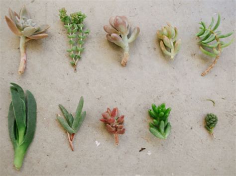 How to take cactus cutting for transplantation? How to Dry Out Succulent Plant Clippings (Video) | World ...