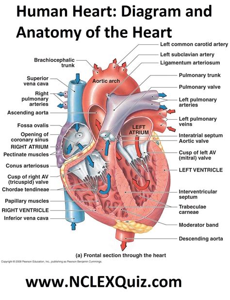 Human Heart Diagram And Anatomy Of The Heart Studypk Heart Anatomy