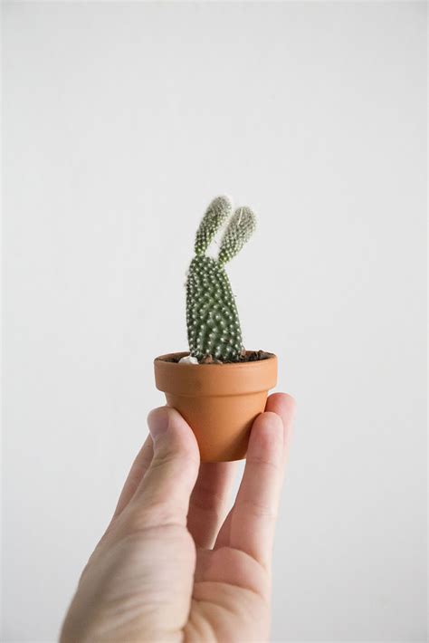 Le cactus de noël est une plante facile d'entretien, il suffit de lui trouver le bon emplacement et de l'arroser modérément pour qu'elle vive longtemps et qu'elle refleurisse chaque hiver. boutures-cactus-plante - Vert Bobo