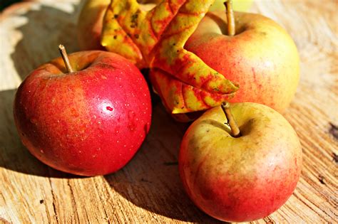 Free Stock Photo Of Apple Autumn Fruit