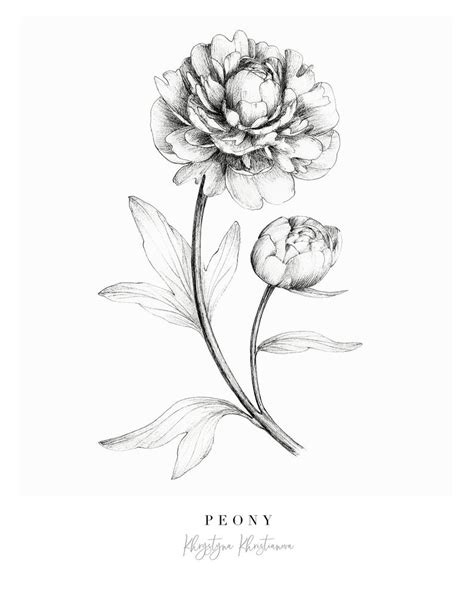 Botanical Peony Flower Print Peony Giclee Print Black And White