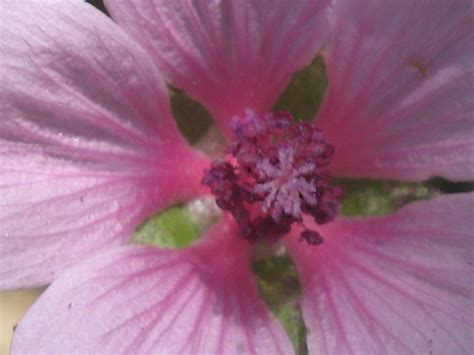 Le piante velenose o tossiche per cani e gatti: Scheda botanica di Altea canapina (Althaea cannabina L ...