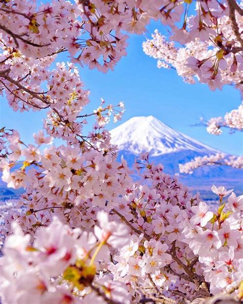 Cherry Blossom Mtfuji Sakura Japan 桜 富士山 日本 Travel Cherry