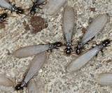 Baby Termites In Mulch Pictures