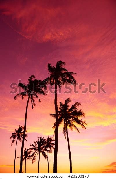 Tropical Palm Trees Silhouettes Sunset Stock Photo 428288179 Shutterstock