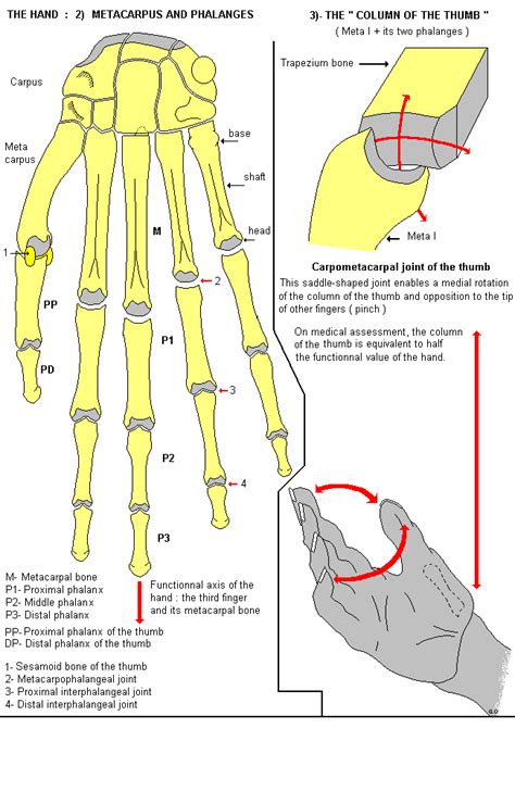 Hand Metacarpus Phalanges And Column Of The Thumb