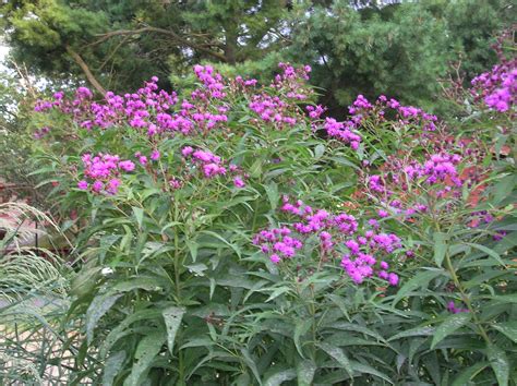 21 on the billboard hot 100. South Jersey Native Plants: August 2014 Plant of the month ...