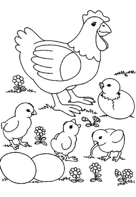 Menggambar dan mewarnai ayam menggambar ayam adalah binatang yang sering dipelihara di. Gambar Mewarnai Ayam Untuk Anak TK,SD dan PAUD