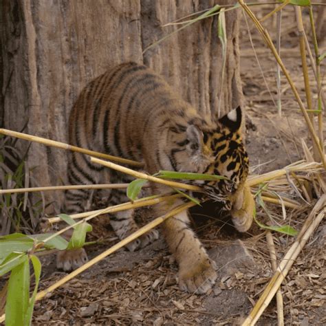 Baby Animals Love GIF by San Diego Zoo - Find & Share on GIPHY