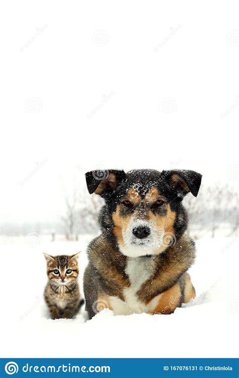 German Shepherd Dog And Grey And Orange Tabby Cat Kitten