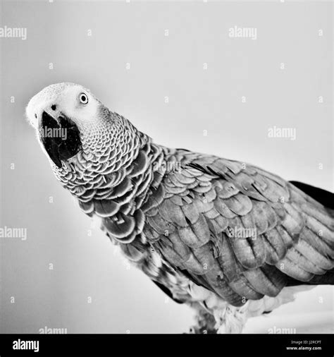 Wild African Grey Parrot Stock Photo Alamy