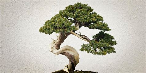 Similarly, a bonsai tree kit might 4. 5 Types Best Indoor Bonsai Trees That Portray Beauty Since ...