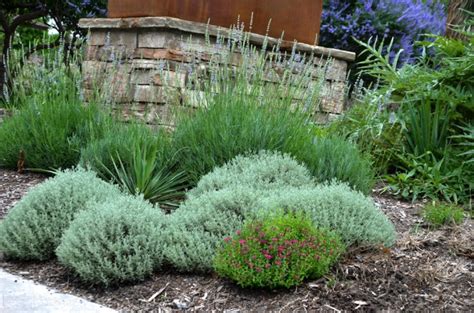These plants suit the soils and provide food and cover for native wildlife and are among the best choices favorites in any perennial garden, certain daisy varieties especially suit texas gardens. Ornamental Grasses in Texas - Lee Ann Torrans Gardening