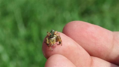 Live regal jumping spider (phiddipus regius) + complete habitat & feeder insects (female). My Pet Jumping Spider Relaxing On My Finger - YouTube