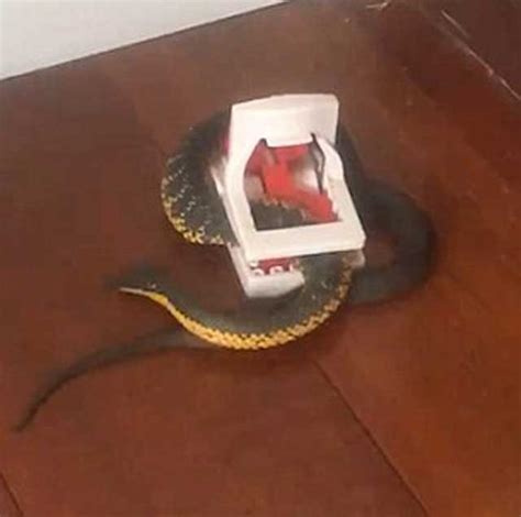 Nothing To Do With Arbroath Man Surprised By Venomous Snake Caught In
