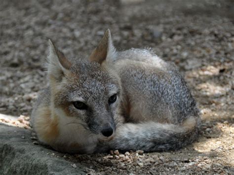 Vulpes Velox Swift Fox In Zoos
