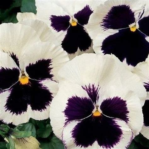 Pansy Giant Silverbride Flower Seeds Viola X Wittrockiana 50seeds In