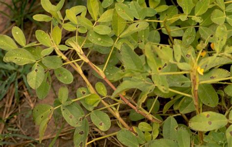 Peanut Groundnut Diseases And Pests Description Uses Propagation
