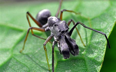 Ant Spider Weird Ant Mimicking Spider Featured Creature