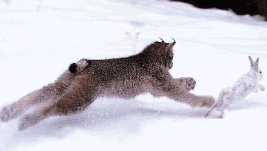 Over time, prey animals develop adaptations to help them avoid being eaten and predators develop strategies to make them more effective at catching their. Predator-Prey Models