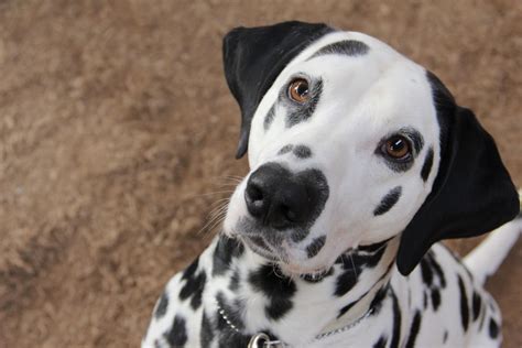 101 Dalmatiner Foto And Bild Tiere Haustiere Hunde Bilder Auf