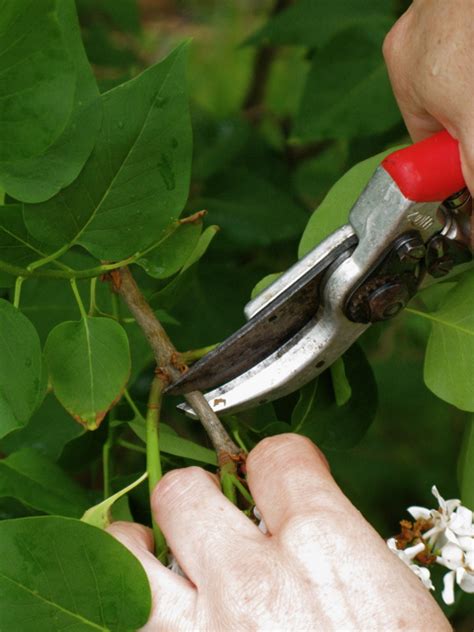 How To Trim Bushes And When Is The Best Time To Trim