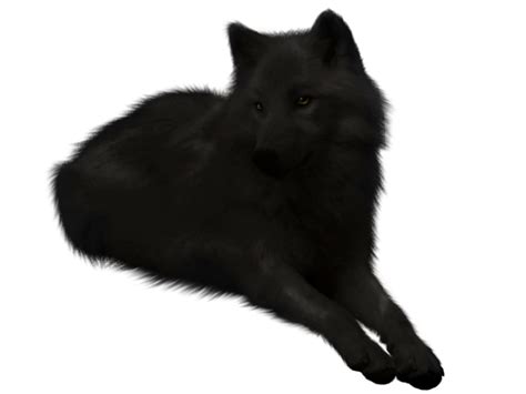 More icons from this author. Collection of Black Wolf PNG. | PlusPNG