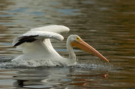 The new orleans pelicans are an american professional basketball team based in new orleans. Brown Pelicans, White Pelicans and Pink-Backed Pelicans