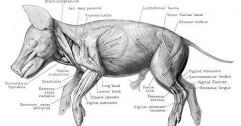 Here's the next muscle diagram chart i did for my anatomy class. Front Of Leg Muscle Diagram / Physio Health : Hypnagogic or predormital and hypnopompic or ...