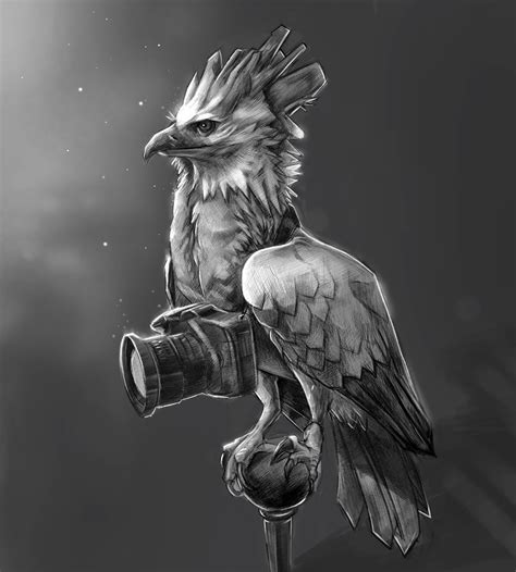 Harpy Eagle Sketch At Explore Collection Of Harpy