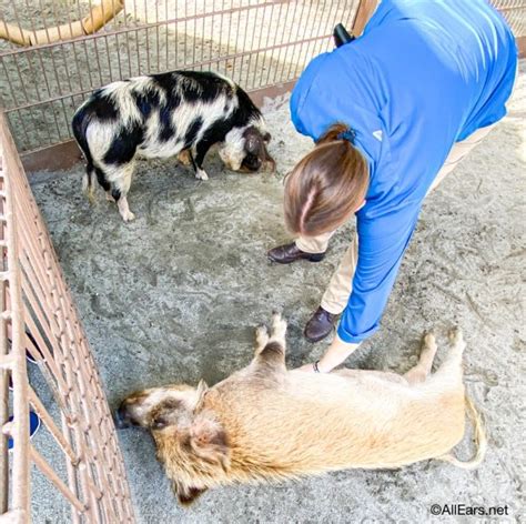 Virtual petting zoos, on demand! PHOTOS: Disney World's Affection Section Petting Zoo Has ...