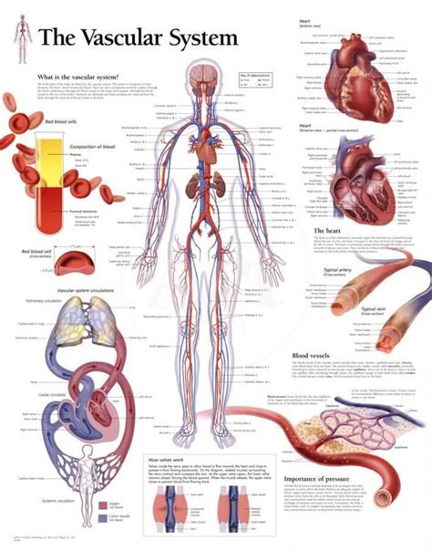 The Vascular System Educational Chart Poster Prints AllPosters Com